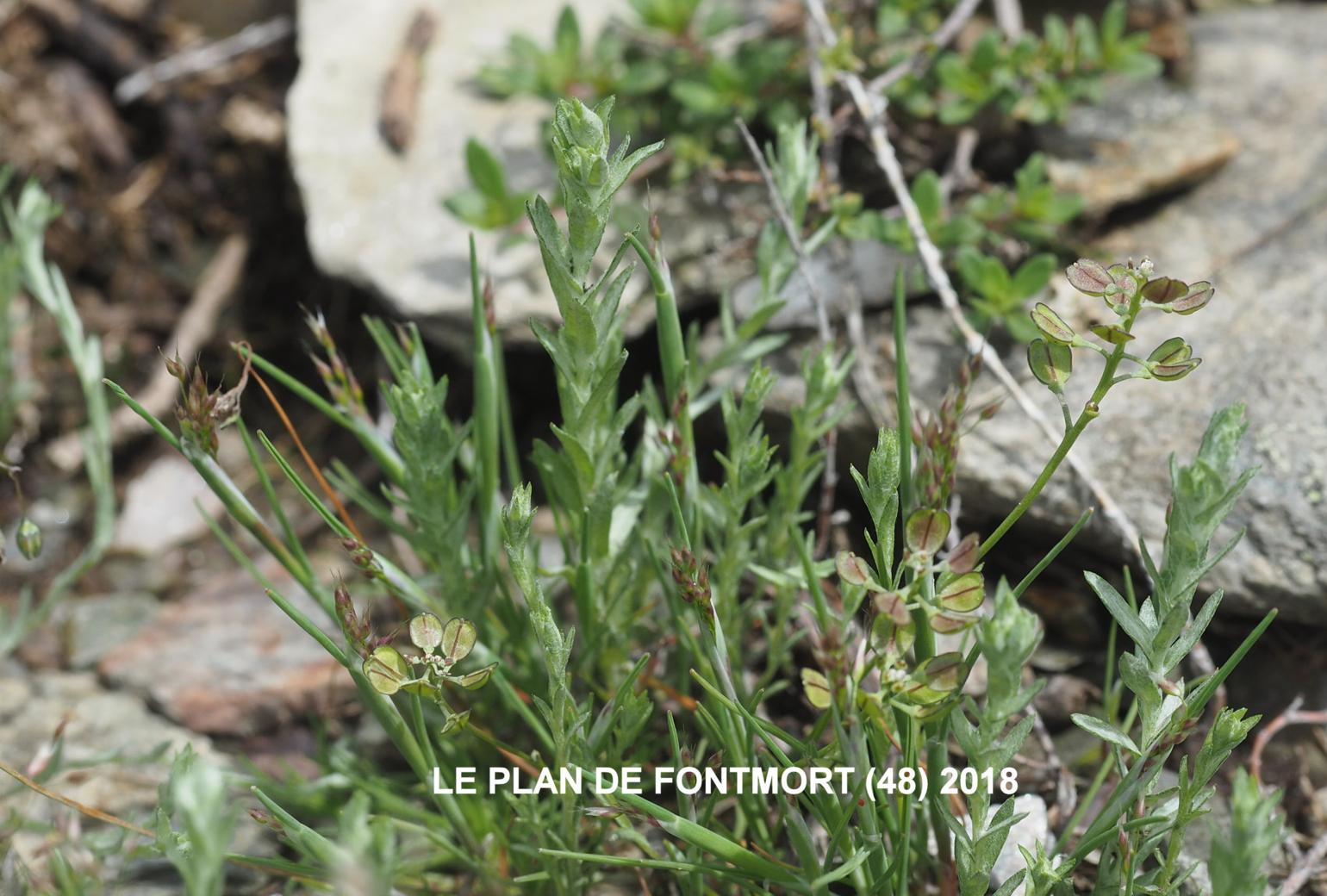 Cudweed, Slender